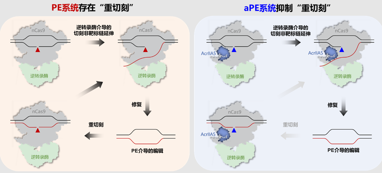药学院孙宇辉团队在基因编辑技术领域取得新进展