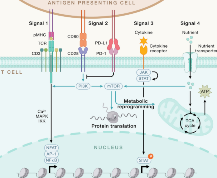 流式实验指南：效应 CD4+ T细胞分型检测步骤和结果分析